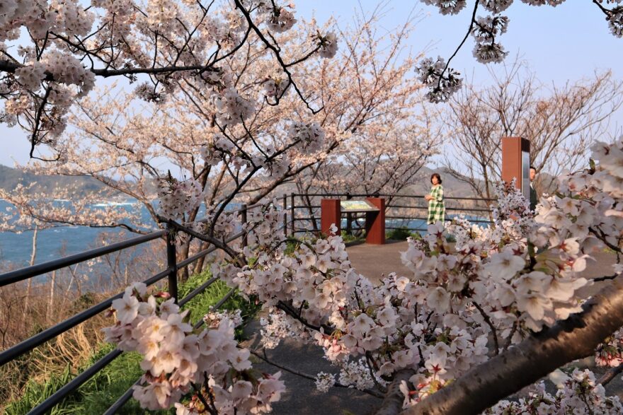 海辺の桜並木　松江市のチェリーロ―ド見頃