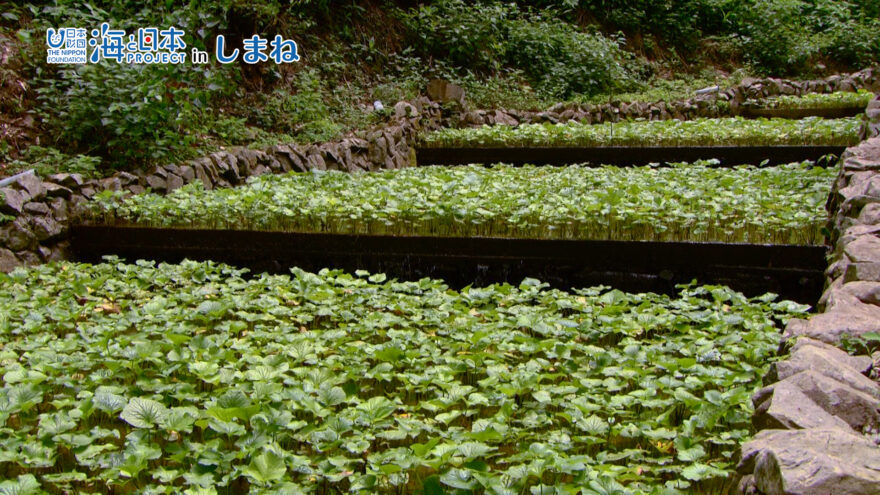 8/4(日)放送　海と日本プロジェクトinしまね「海を守るには山から！」