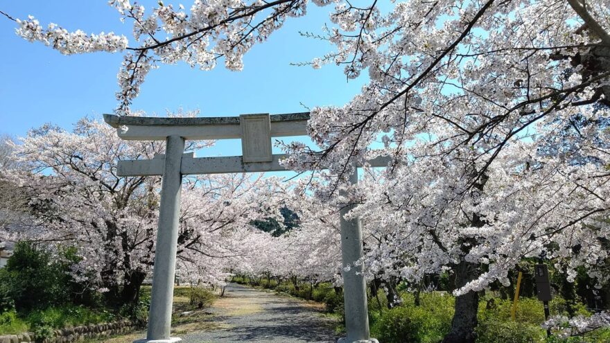 『隠岐だより～日本海の離島から～』はじめました！！