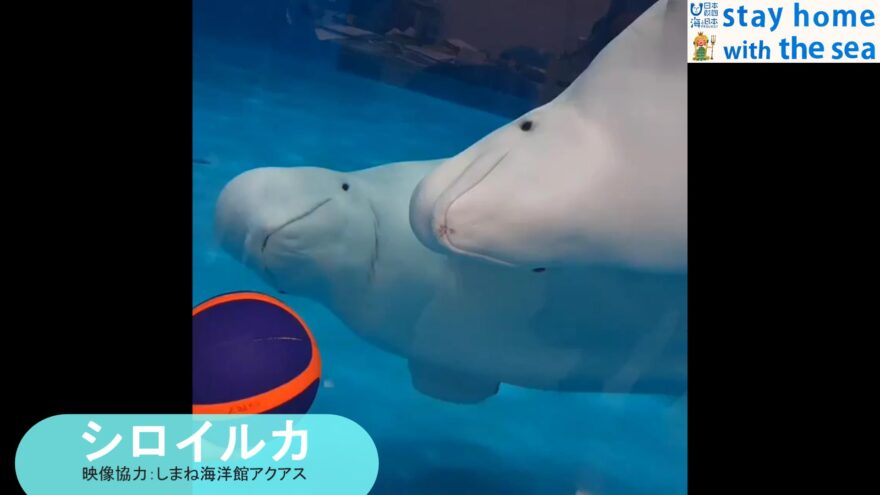 あなたのおうちが水族館に!?プロジェクト(仮)はじめます！！！