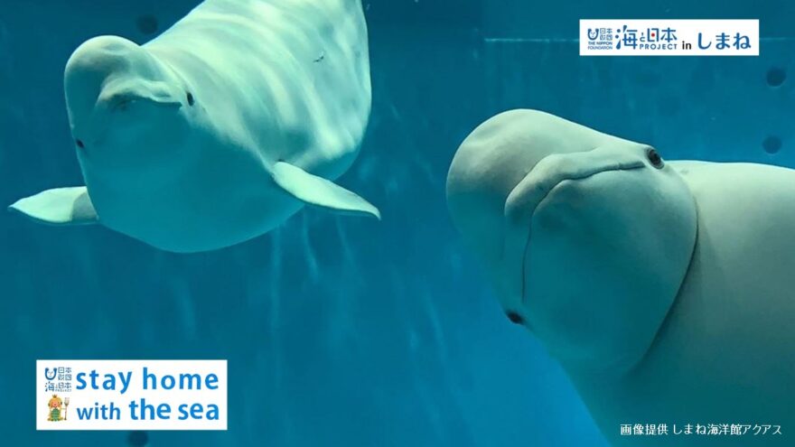 水族館の生き物をのぞいちゃおう！オンライン水族館