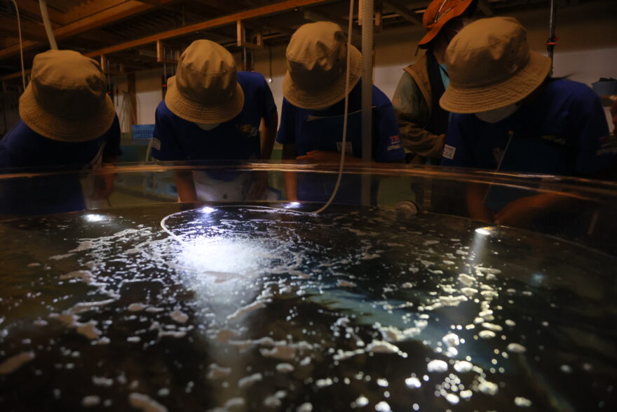 隠岐の島発見隊！離島で学ぶ海の未来～生命の誕生～