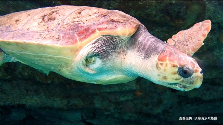 海洋ごみで片足を失ったウミガメ「リブ」の物語を絵本に！