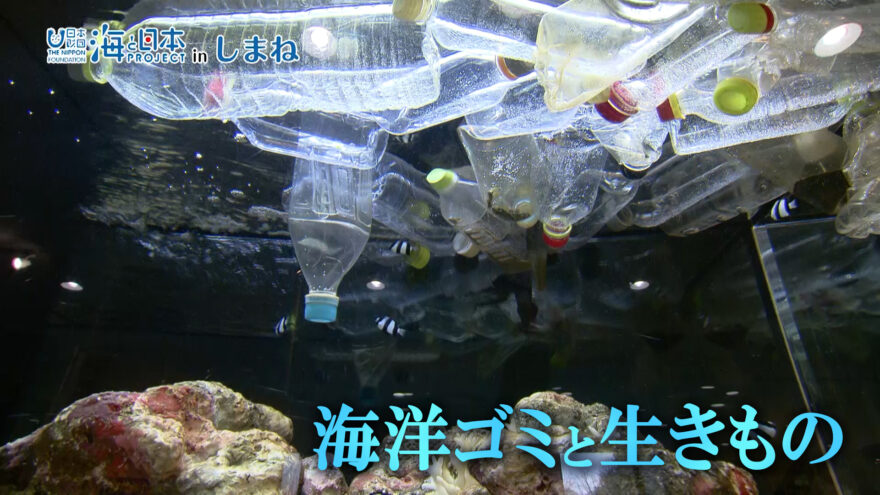 1/9(日)放送　宍道湖自然館ゴビウス「海洋ゴミと生きもの」