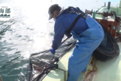 shimane海部「海の恵みを無駄にしない！低利用魚活用の取り組み」11月23日(日)ひる2時55分OA